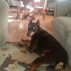 Meet your Posher, Jesse